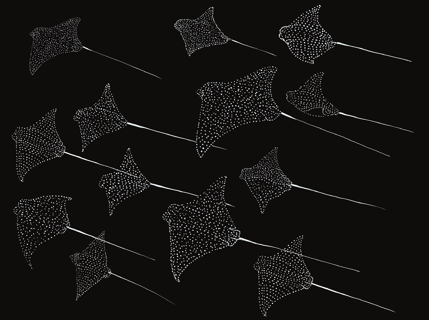 Eagle Ray Group 11x14 Print