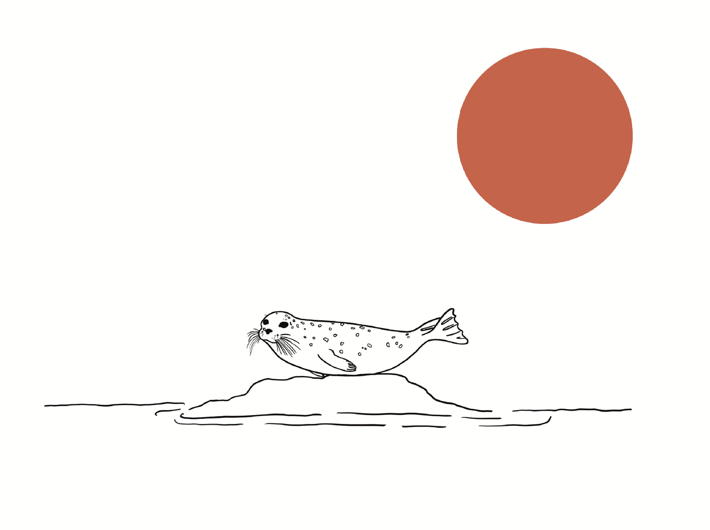 Seal on Rock 8x10 Print