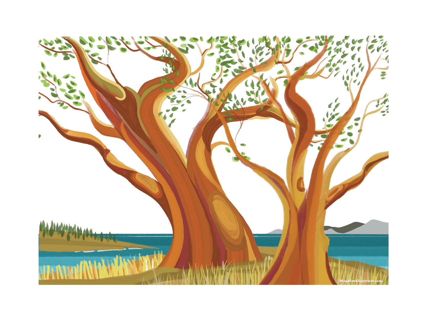Arbutus a Gulf Island Perspective